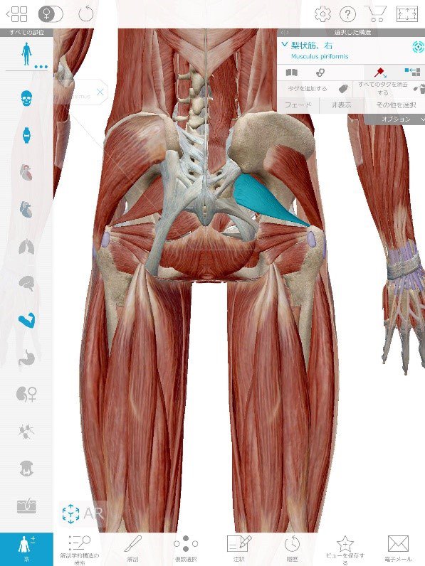 Buttock muscles