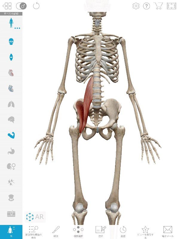  Muscles support for spine (Pelvic lumbosacral muscles)