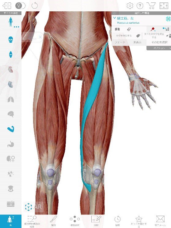 Muscles of the anterior thigh